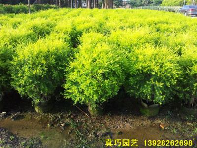 黄金香柳球